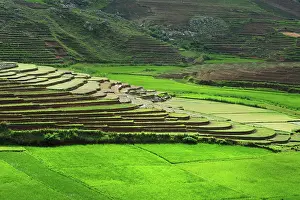 Terraced: Madagascar, Ambalavao, spectacular green