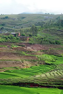 Terraced: Madagascar, Ambalavao, spectacular green