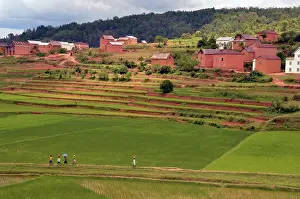 Rabemiafara: Madagascar, Ambositra, adults walking through