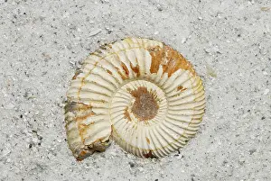 Ammonite: Madagascar Ammonite