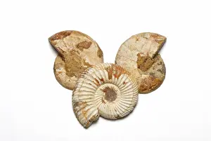 Ammonite: Madagascar Ammonites