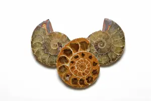 Ammonite: Madagascar Ammonites