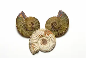 Ammonite: Madagascar Ammonites