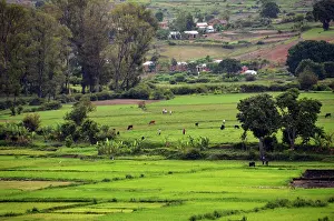 Paddy: Madagascar, Ampefy, local people working
