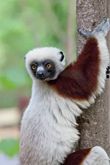 Propithecus: Madagascar, Ankarafantsika Reserve, Ampijoroa
