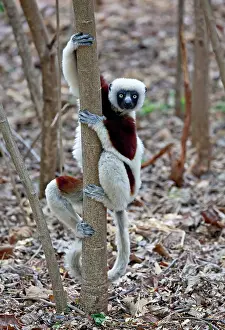 Propithecus: Madagascar, Ankarafantsika Reserve; Ampijoroa;