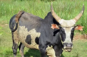 Zebu: Madagascar, Antananarivo, ox with large