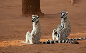 Berenty: Madagascar, Berenty Lemur Reserve. Ring-tailed