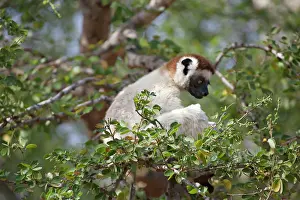 Propithecus: Madagascar. Berenty Lemur Reserve. Verreaux's