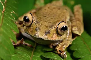 Andasibe: Madagascar Bright-eyed Frog (Boophis madagascariensis)