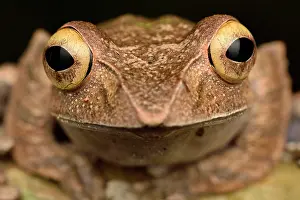 Andasibe: Madagascar Bright-eyed Frog (Boophis madagascariensis)