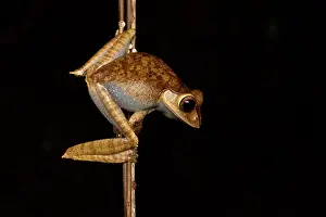 Andasibe: Madagascar Bright-eyed Frog (Boophis madagascariensis)