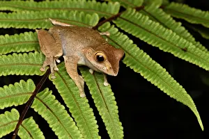 Frond: Madagascar Bright-eyed Frog (Boophis madagascariensis)