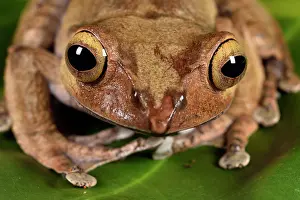 Andasibe: Madagascar Bright-eyed Frog (Boophis madagascariensis)
