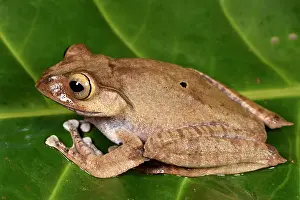 Andasibe: Madagascar Bright-eyed Frog (Boophis madagascariensis)
