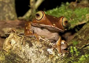 Madagascariensis: Madagascar Bright-eyed Frog (Boophis madagascariensis)