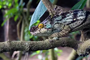 Crawling: Madagascar. Chameleon crawls on tree limb