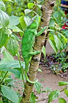 Crawling: Madagascar. Chameleon crawls up tree limb