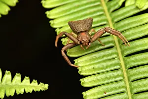 Frond: Madagascar Crab Spider (Cyriogonus sp) on a fern