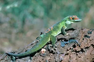 Madagascariensis: Madagascar Day Gecko