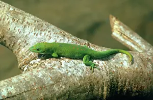Madagascariensis: Madagascar Day Gecko