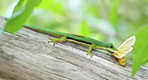 270220: Madagascar Day Gecko (Phelsuma lineata lineata)