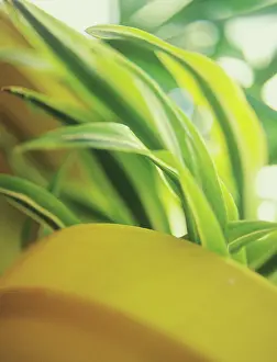 Curved: Madagascar dragon tree