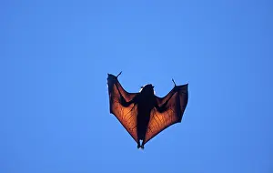 Pteropus: Madagascar Flying Fox / Fruit Bat
