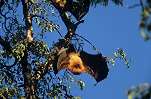 Pteropus: Madagascar Flying-Fox / Fruit Bat