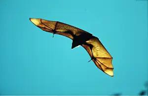Bats: MADAGASCAR FLYING FOX / Fruit Bat - in flight