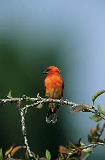 Madagascariensis: Madagascar Fody