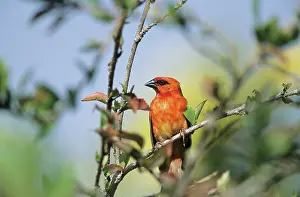 Madagascariensis: Madagascar Fody