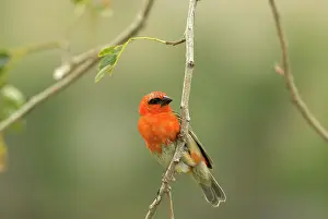 Ploceidae: Madagascar Fody