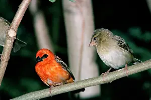 Gillean White: Madagascar Fody - male & female