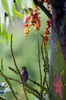 Cardinal: Madagascar Fody on Palm Tree