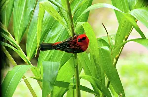 Cardinal: Madagascar Fody on Palm Tree