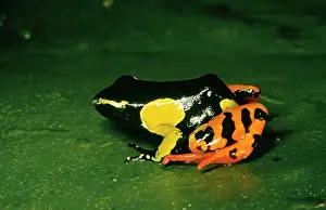 Amphbians: MADAGASCAR FROG