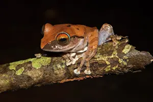 Madagascar: Madagascar frog (Boophis entingae) on branch, Montagne