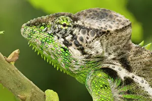 Verrucosus: Madagascar Giant Chameleon