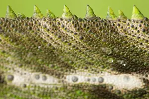 Verrucosus: Madagascar Giant Chameleon