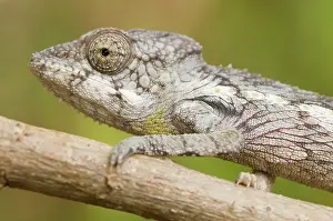 Verrucosus: Madagascar Giant Chameleon