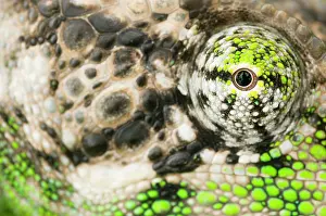 Verrucosus: Madagascar Giant Chameleon