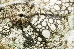 Verrucosus: Madagascar Giant Chameleon