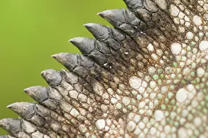 Verrucosus: Madagascar Giant Chameleon