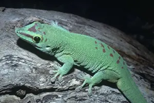 Madagascariensis: Madagascar Giant Day Gecko