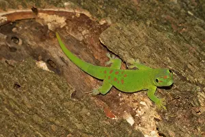 Nosy: Madagascar giant day gecko (Phelsuma grandis), Nosy