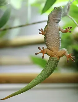 Madagascariensis: Madagascar giant day gecko (Phelsuma madagascariensis