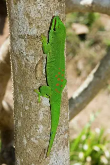 Madagascariensis: Madagascar Giant Day Gecko (Phelsuma madagascariensis