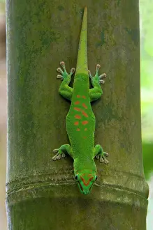 Madagascariensis: Madagascar giant day gecko (Phelsuma madagascariensis)