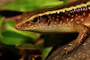 Marojejy: Madagascar Girdled Lizard